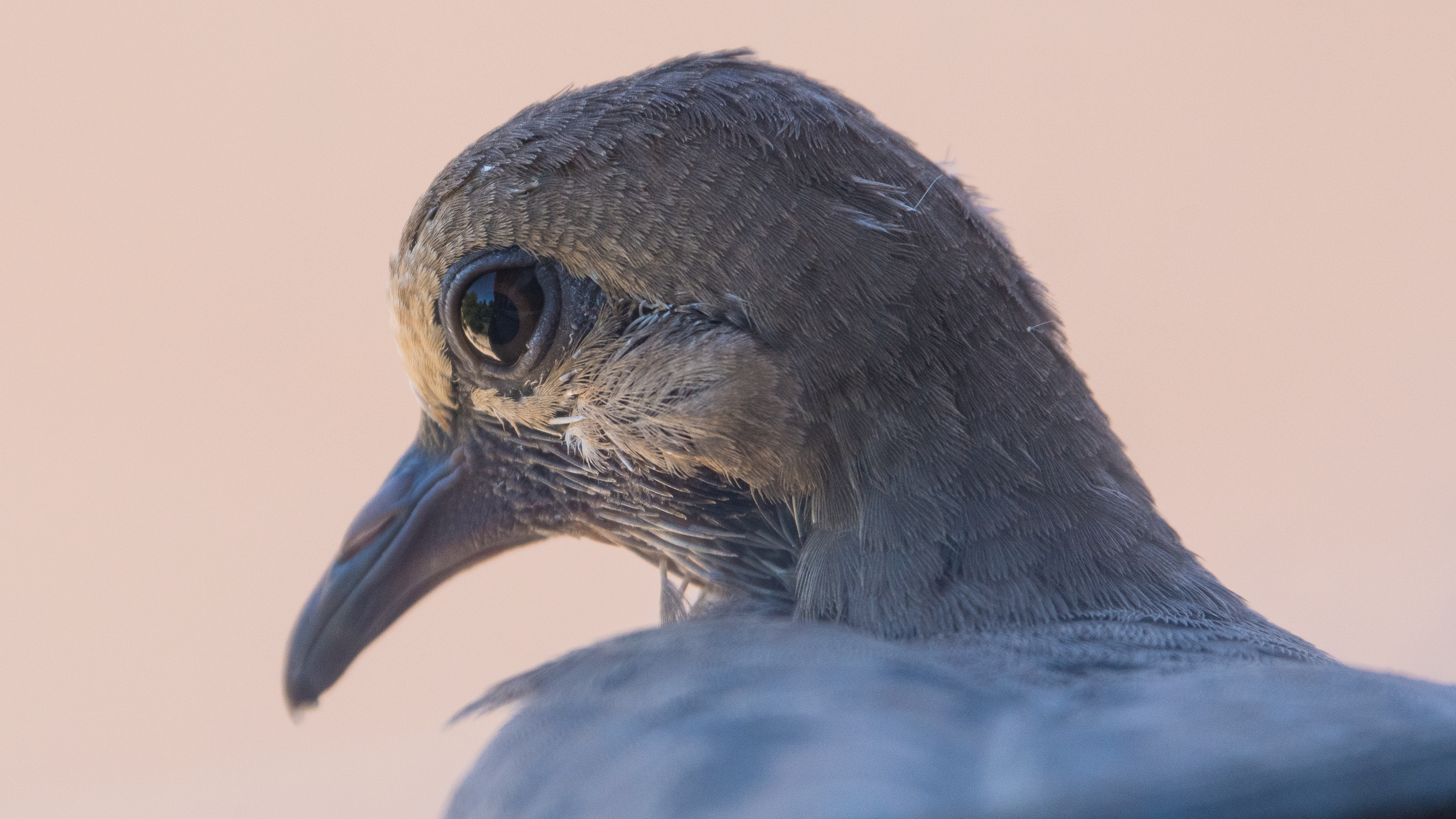 Mourning Dove, Stanford University, 2020-05-21