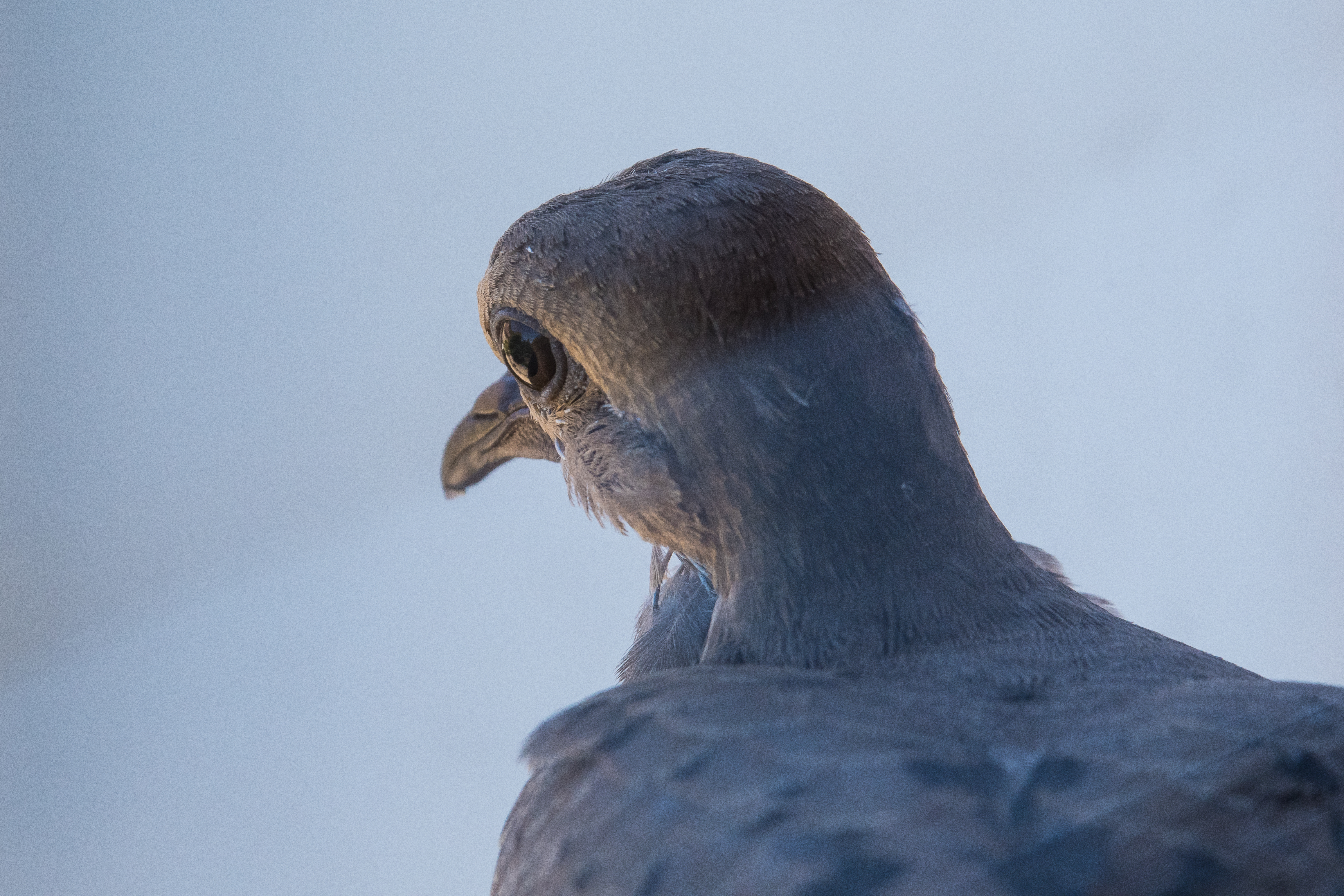 Mourning Dove, Stanford University, 2020-05-21