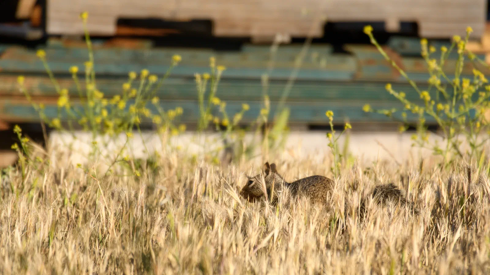 California Ground Squirrel, Stanford University, 2020-05-23