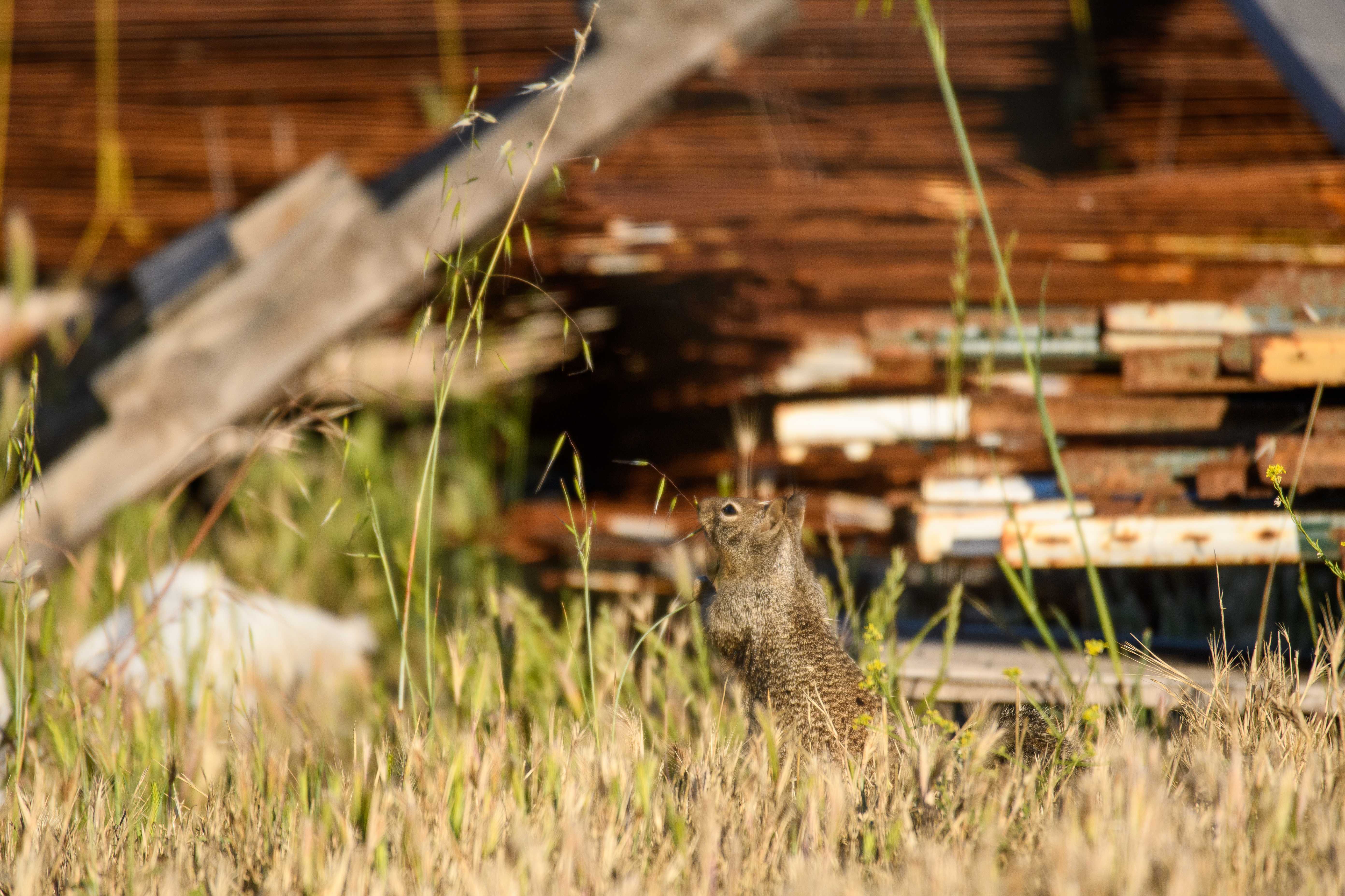 California Ground Squirrel, Stanford University, 2020-05-23