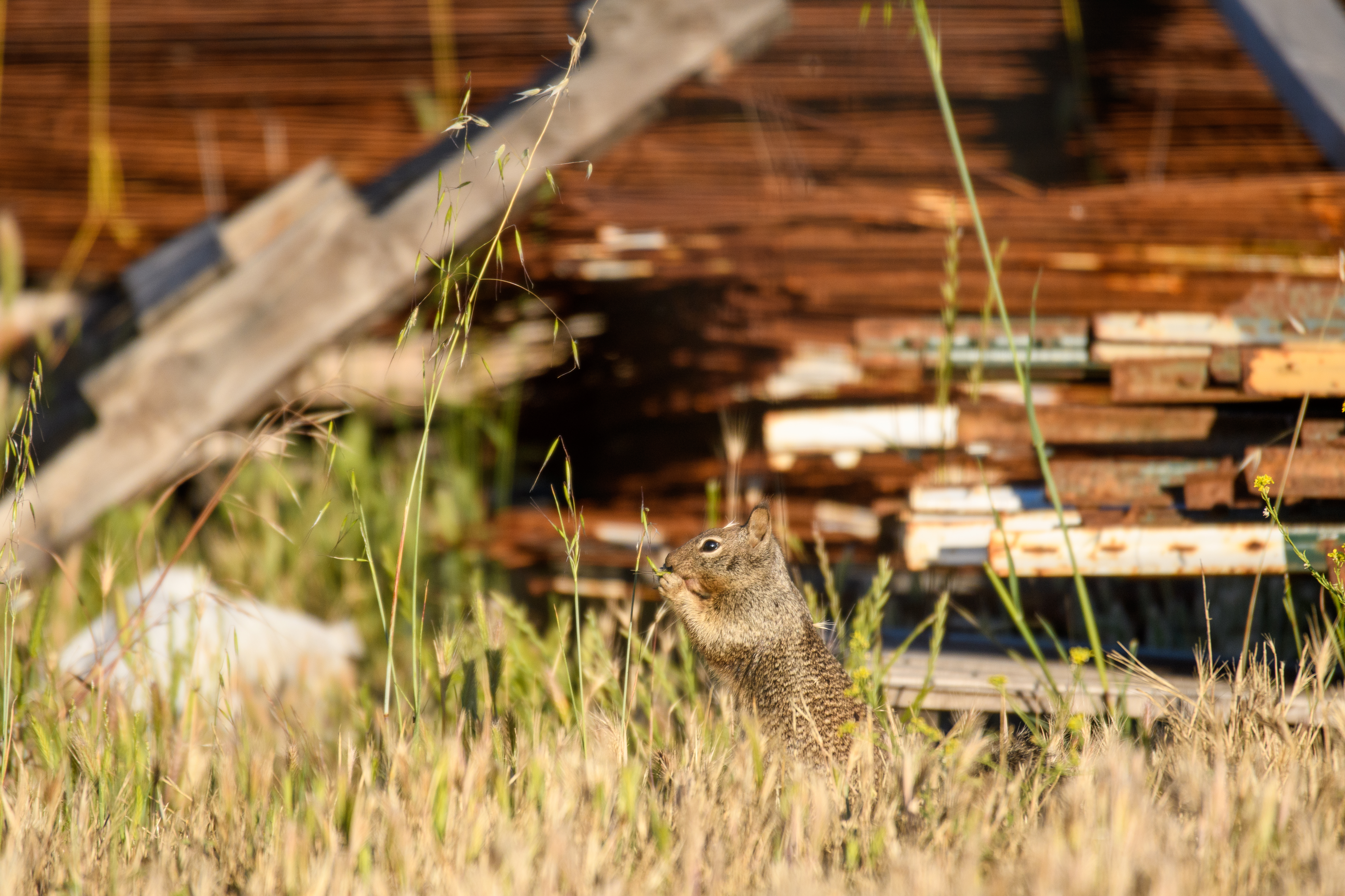 California Ground Squirrel, Stanford University, 2020-05-23