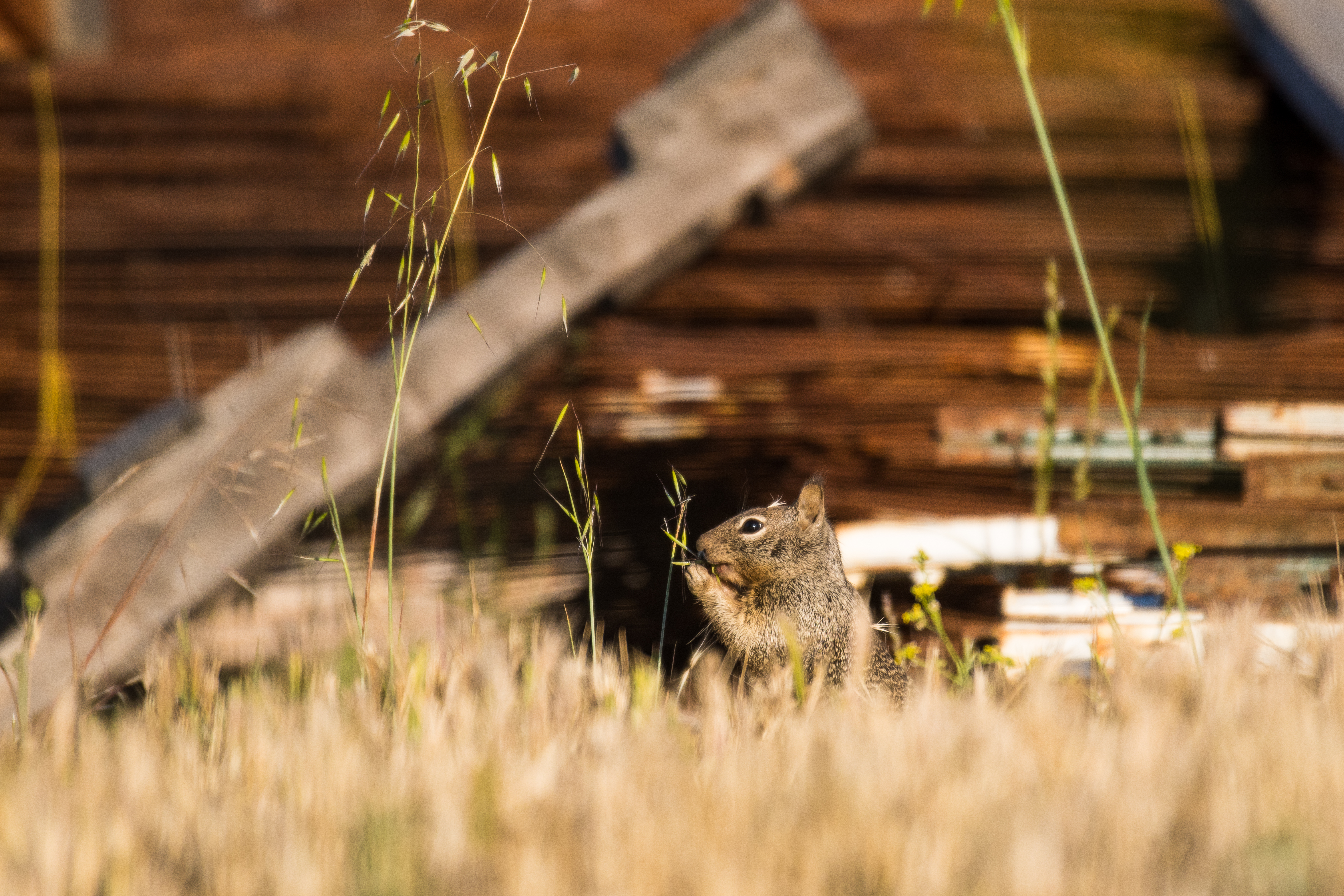 California Ground Squirrel, Stanford University, 2020-05-23