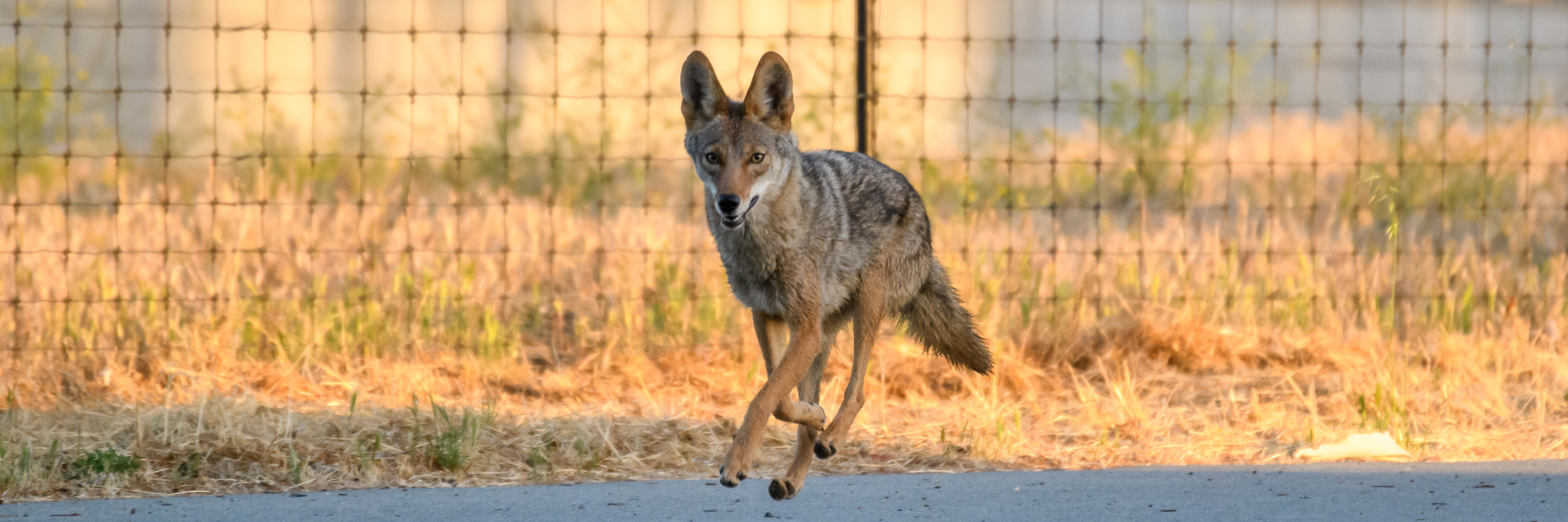 Coyote, Stanford University, 2020-05-23