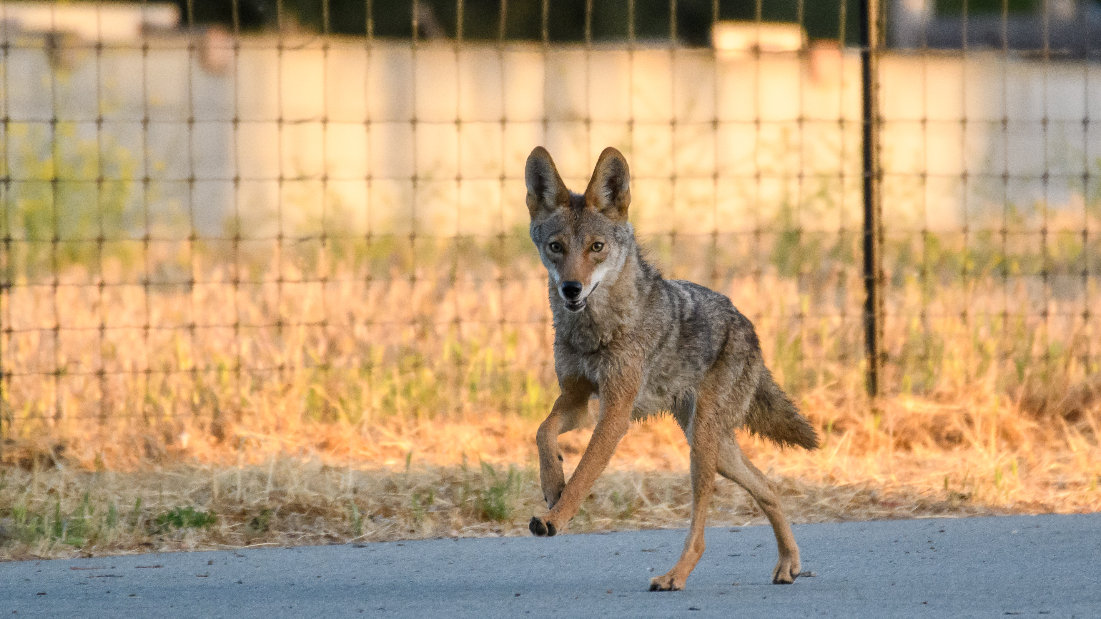 Coyote, Stanford University, 2020-05-23