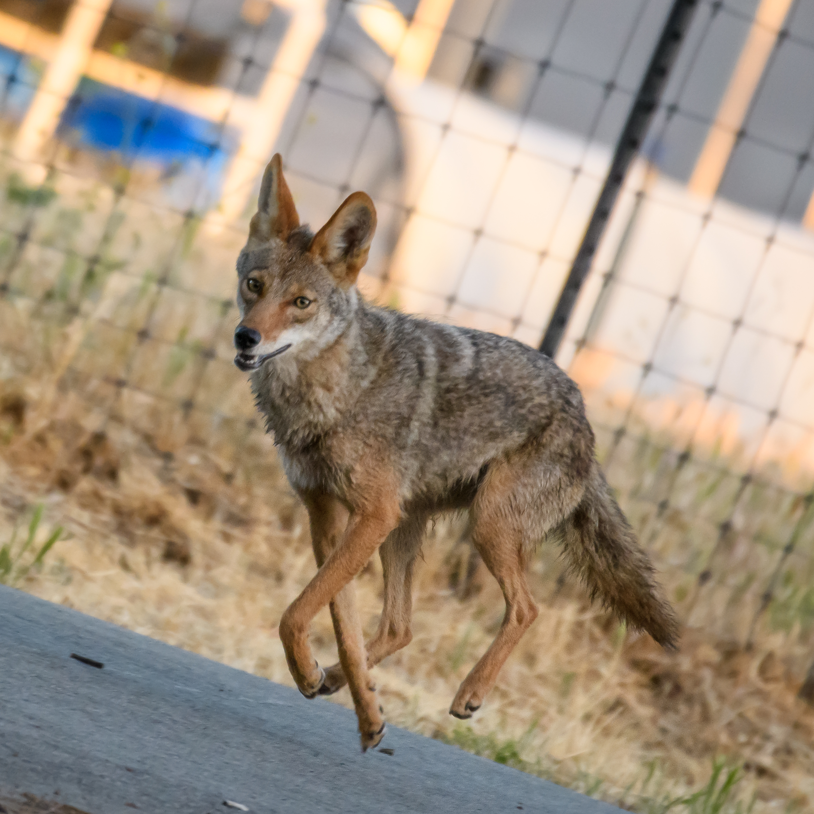 Coyote, Stanford University, 2020-05-23
