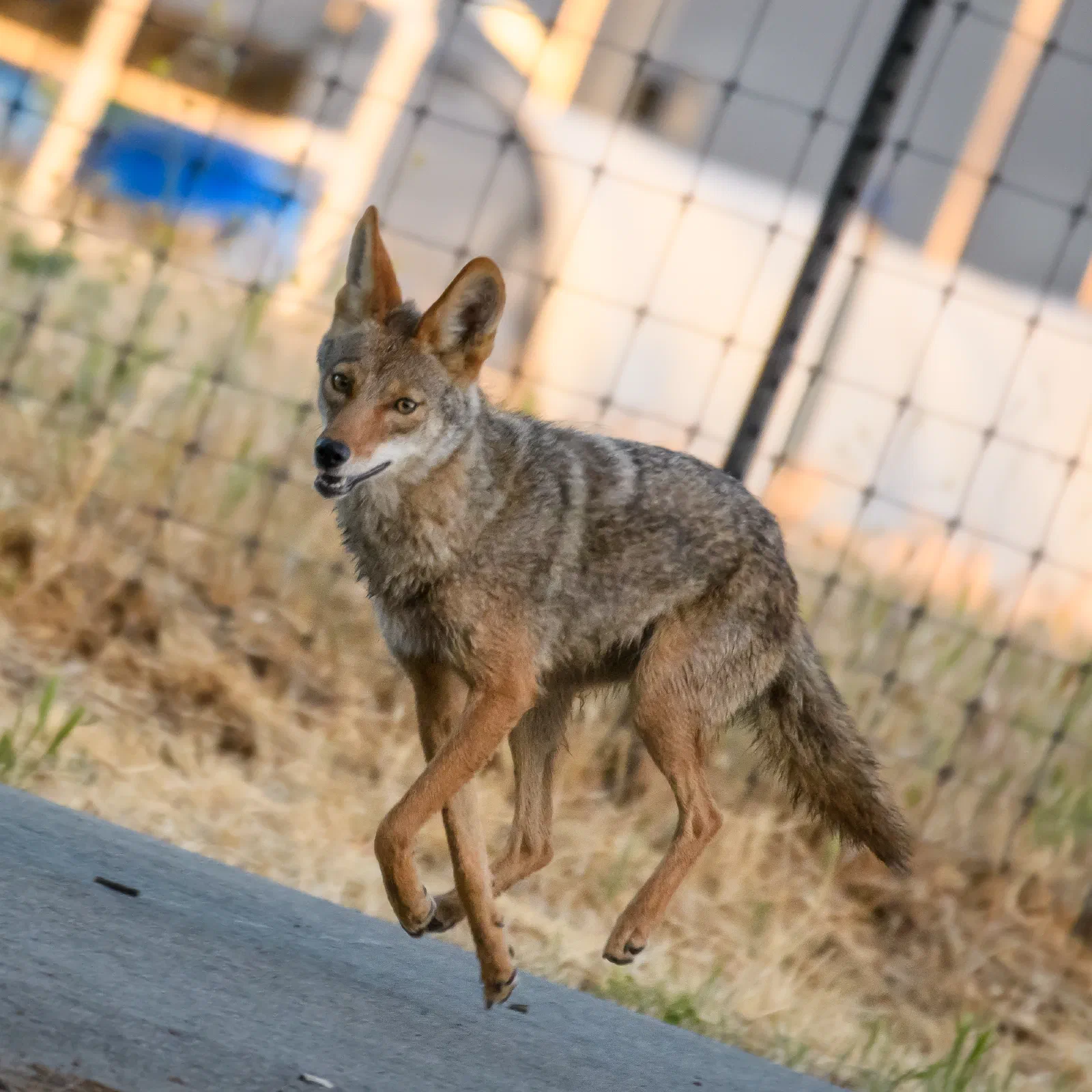 Coyote, Stanford University, 2020-05-23
