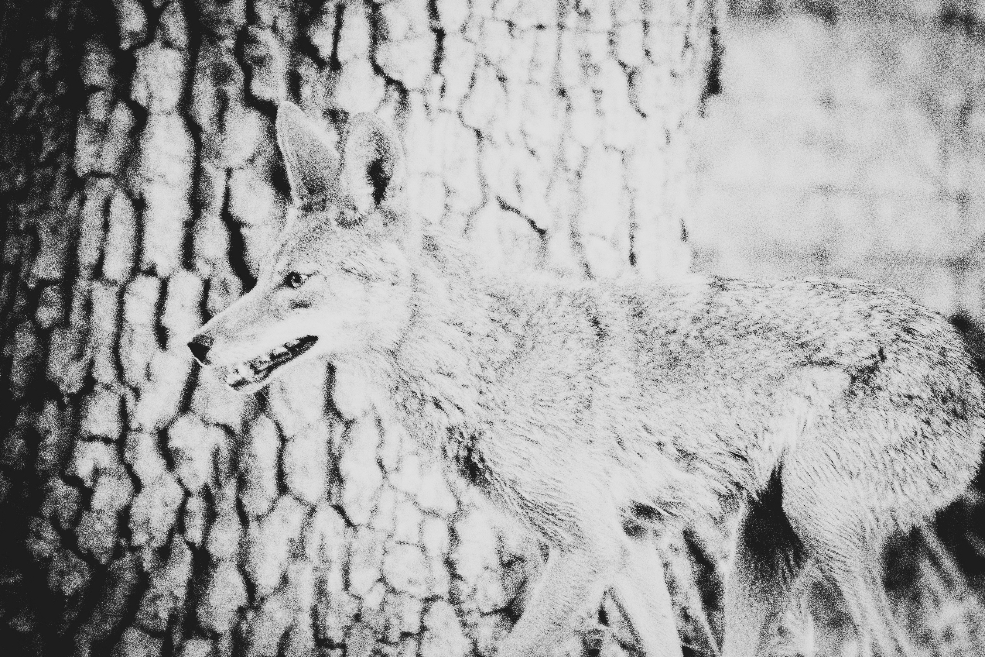 Coyote, Stanford University, 2020-05-23