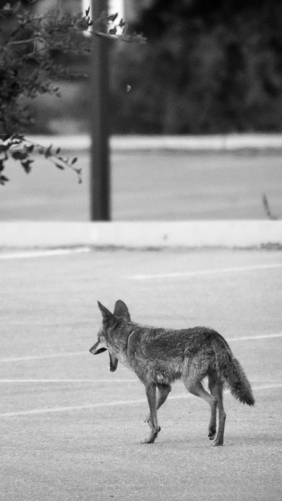 Coyote, Stanford University, 2020-05-23