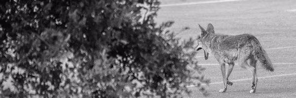Coyote, Stanford University, 2020-05-23
