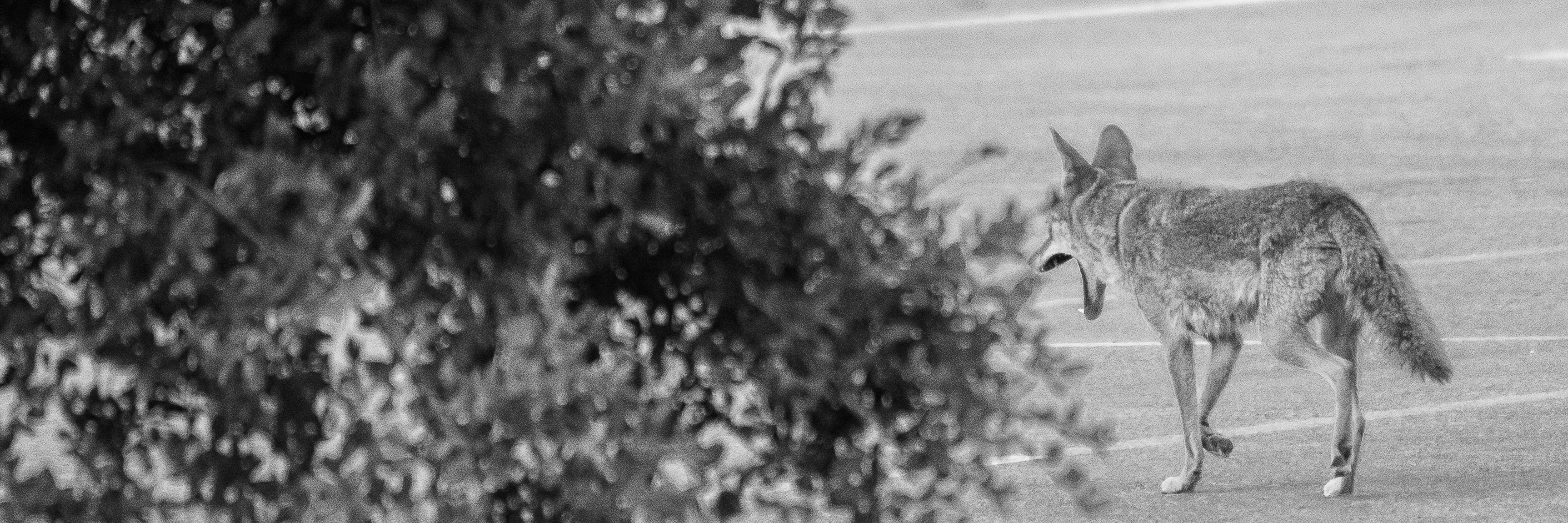 Coyote, Stanford University, 2020-05-23