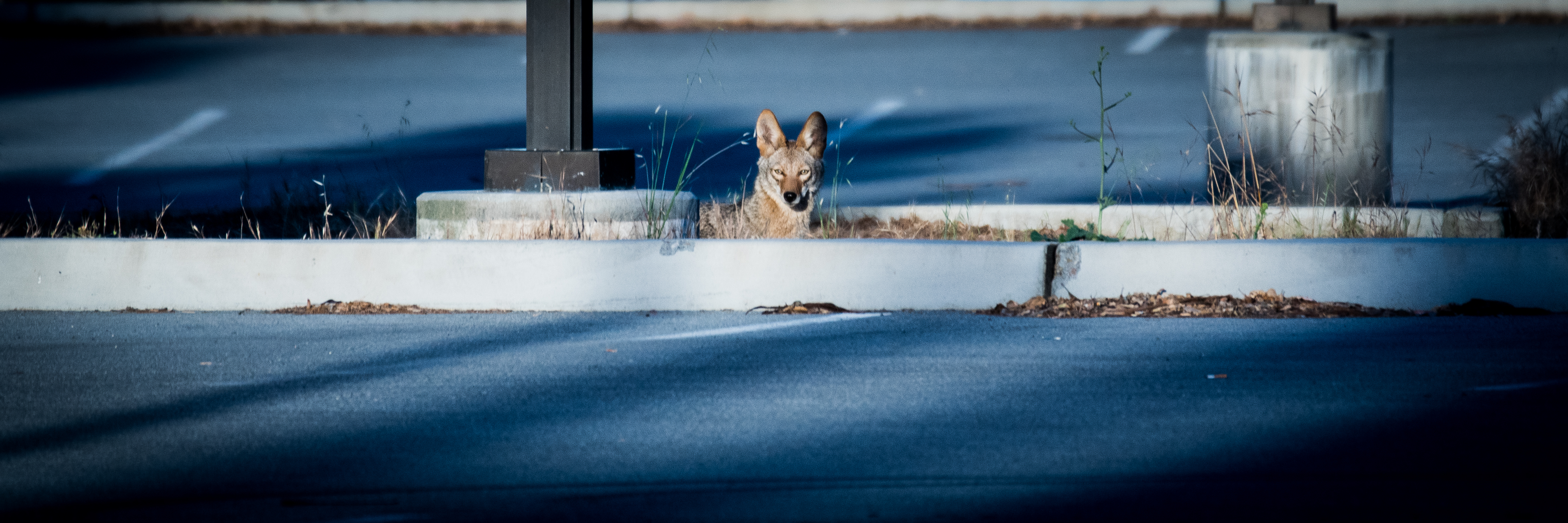 Coyote, Stanford University, 2020-05-24