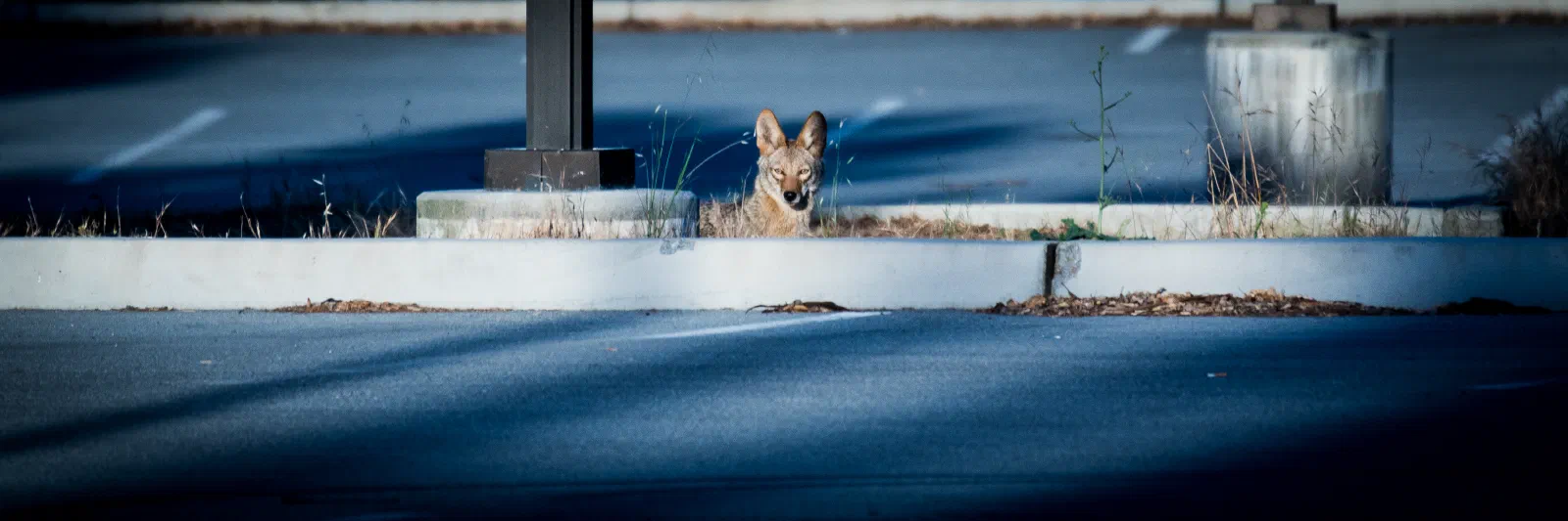 Coyote, Stanford University, 2020-05-24