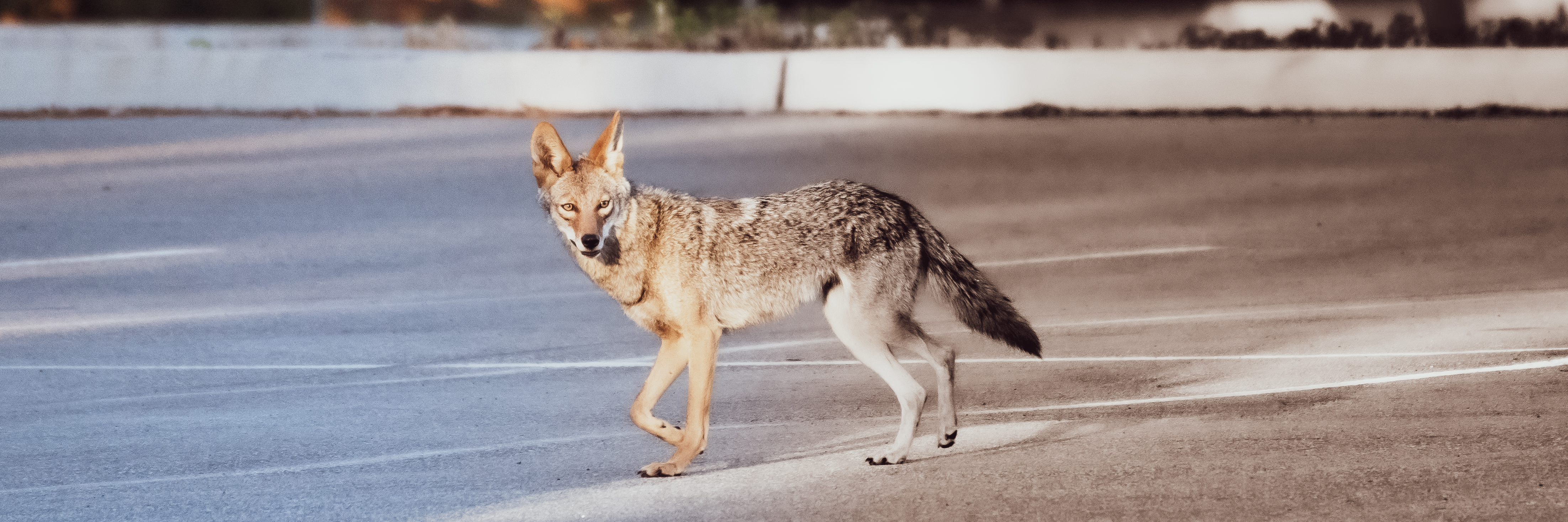 Coyote, Stanford University, 2020-05-24