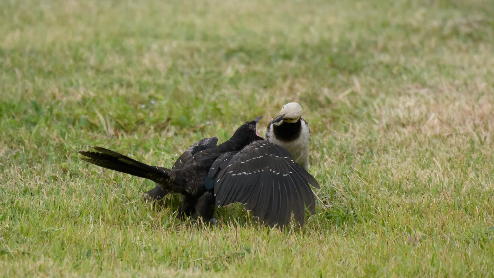 Asian Koel & Black-collared Starling, Discovery Bay, 2020-08-11