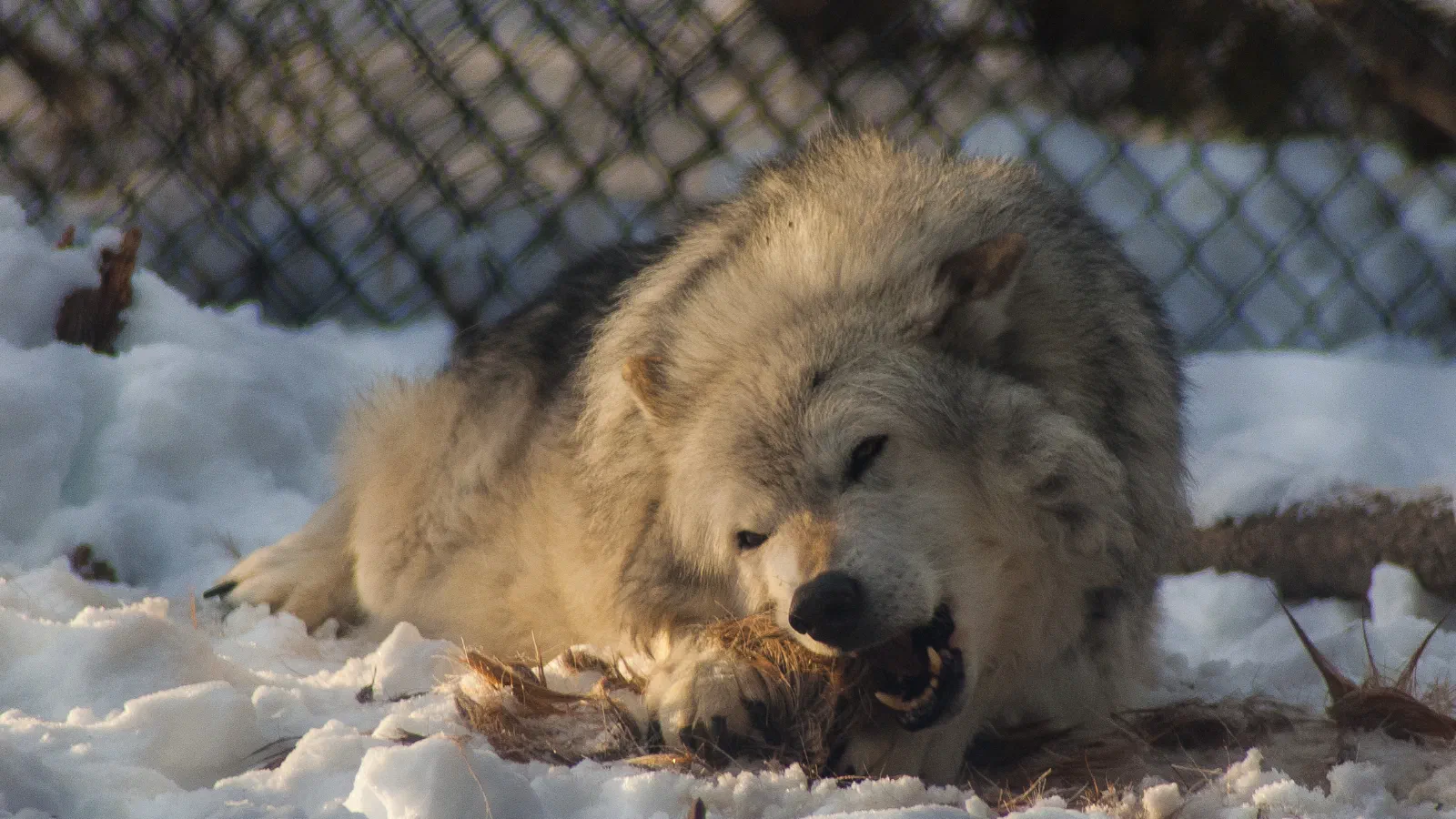 Arctic Wolf, Grizzly & Wolf Discovery Center, 2019-12-22