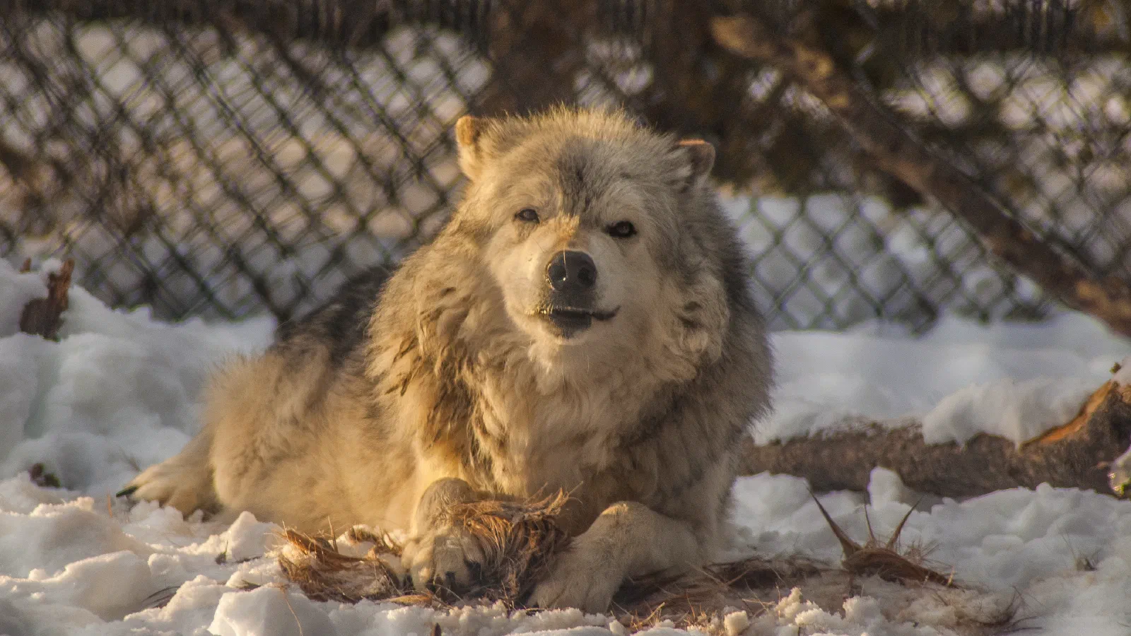 Arctic Wolf, Grizzly & Wolf Discovery Center, 2019-12-22