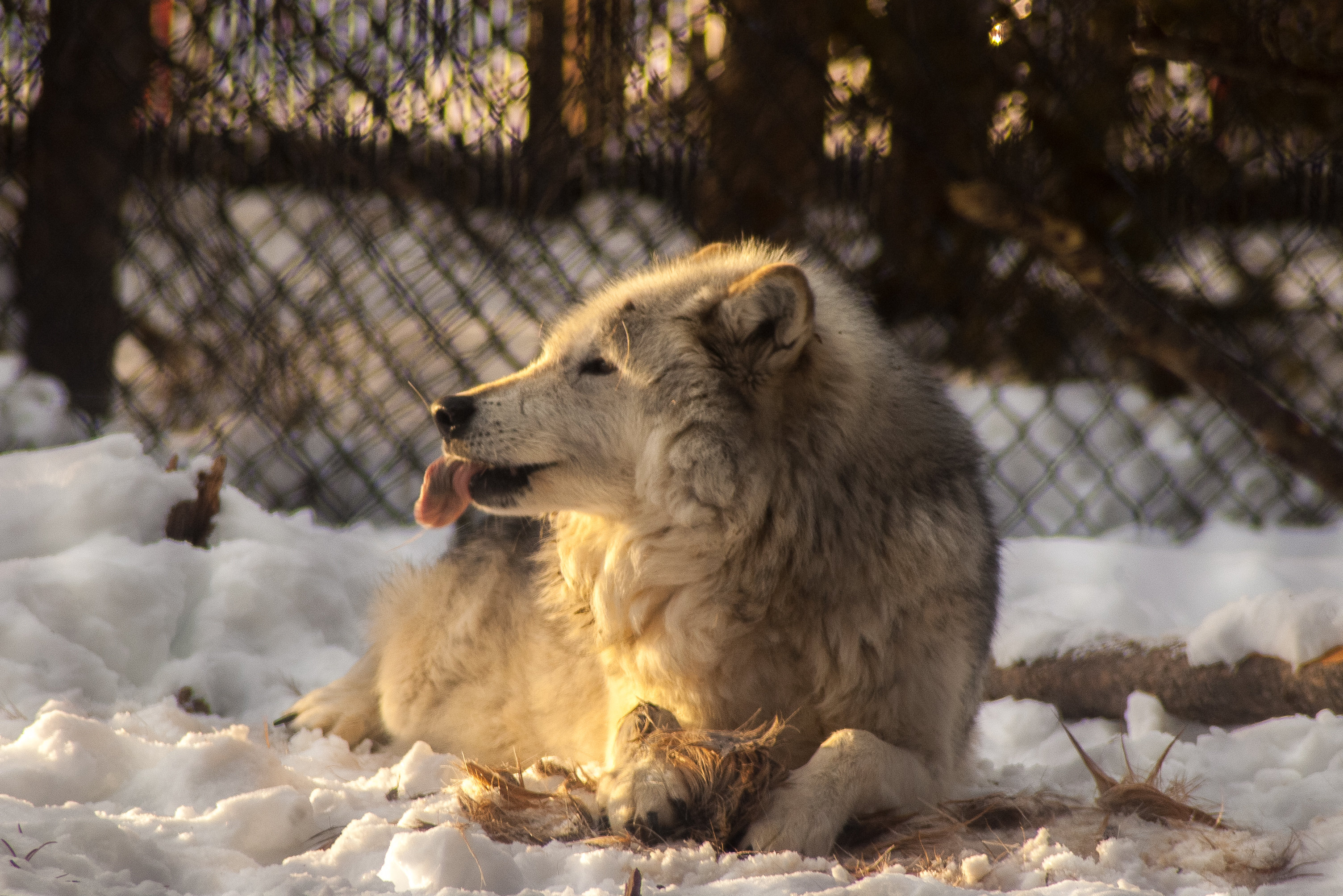 Arctic Wolf, Grizzly & Wolf Discovery Center, 2019-12-22