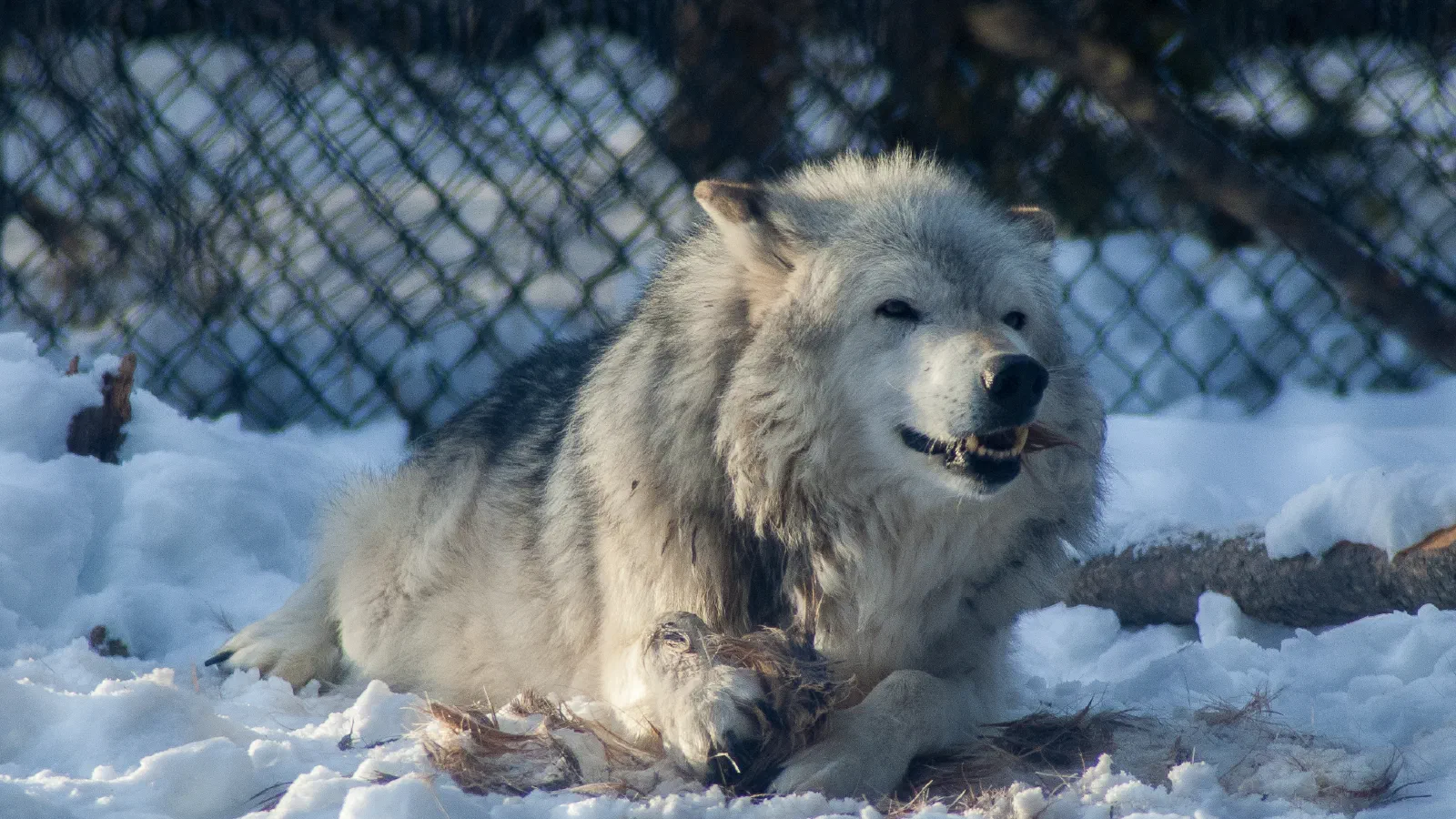 Arctic Wolf, Grizzly & Wolf Discovery Center, 2019-12-22