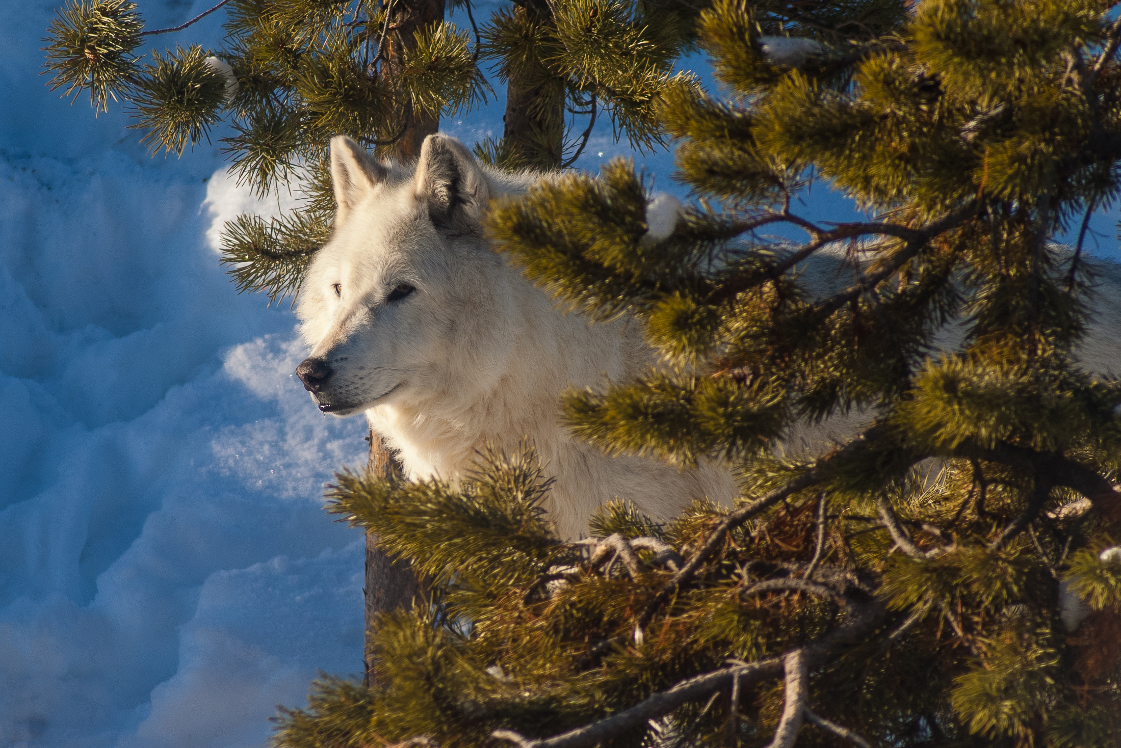 Arctic Wolf, Grizzly & Wolf Discovery Center, 2019-12-23