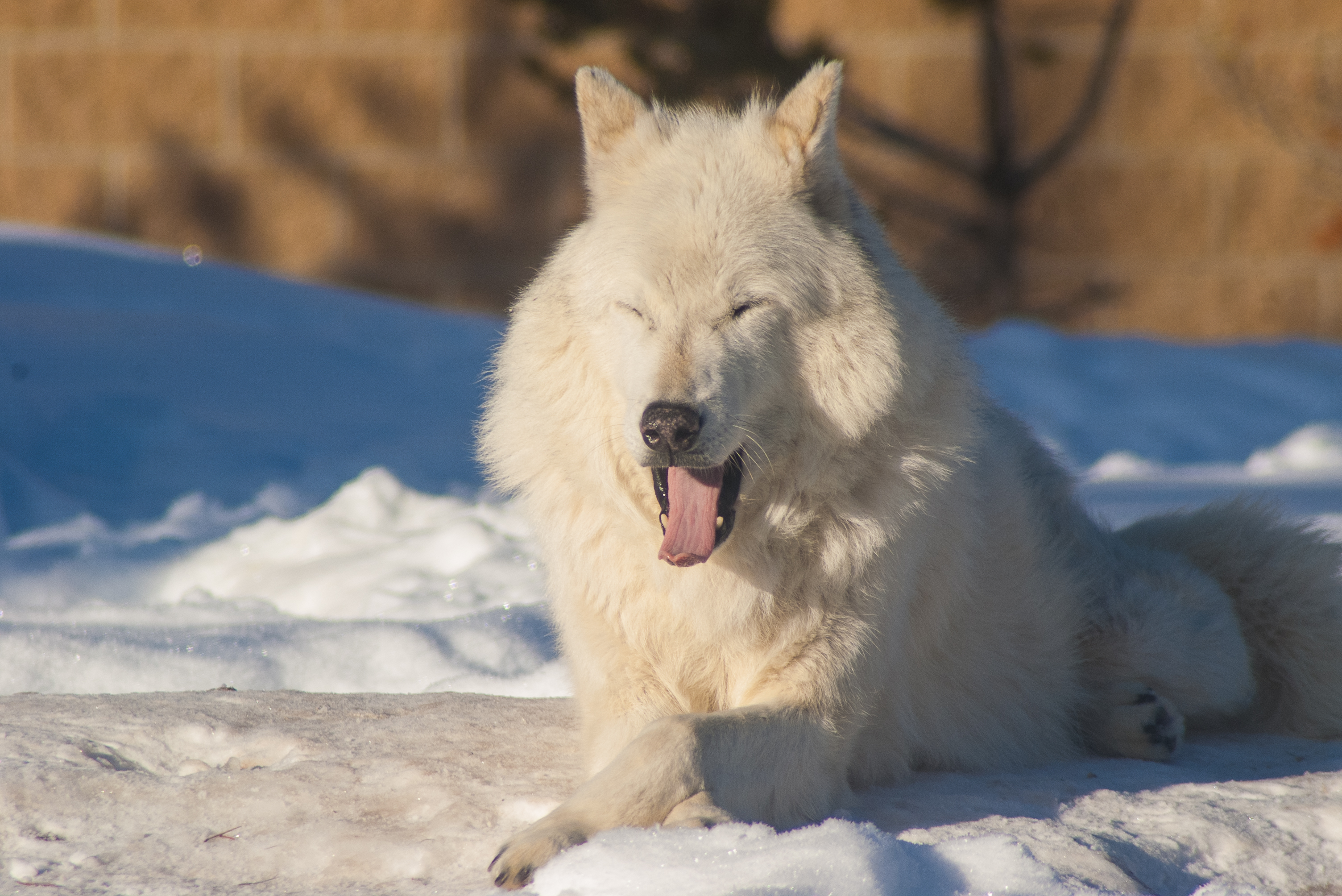 Arctic Wolf, Grizzly & Wolf Discovery Center, 2019-12-23