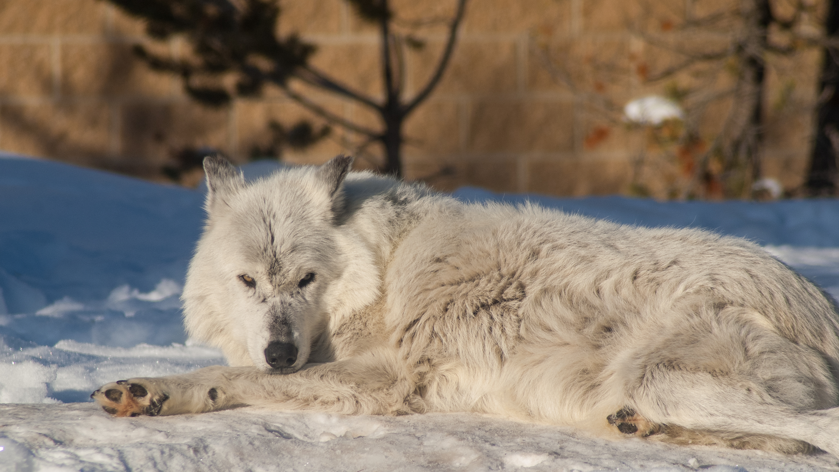 Arctic Wolf, Grizzly & Wolf Discovery Center, 2019-12-23