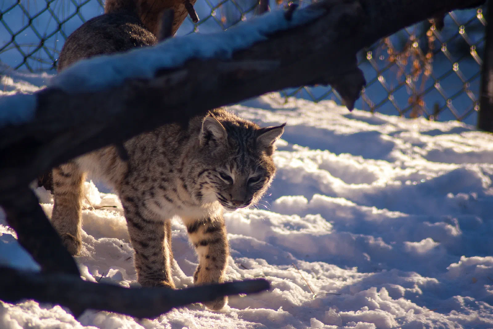 Bobcat, Bearizona Wildlife Park, 2019-12-31