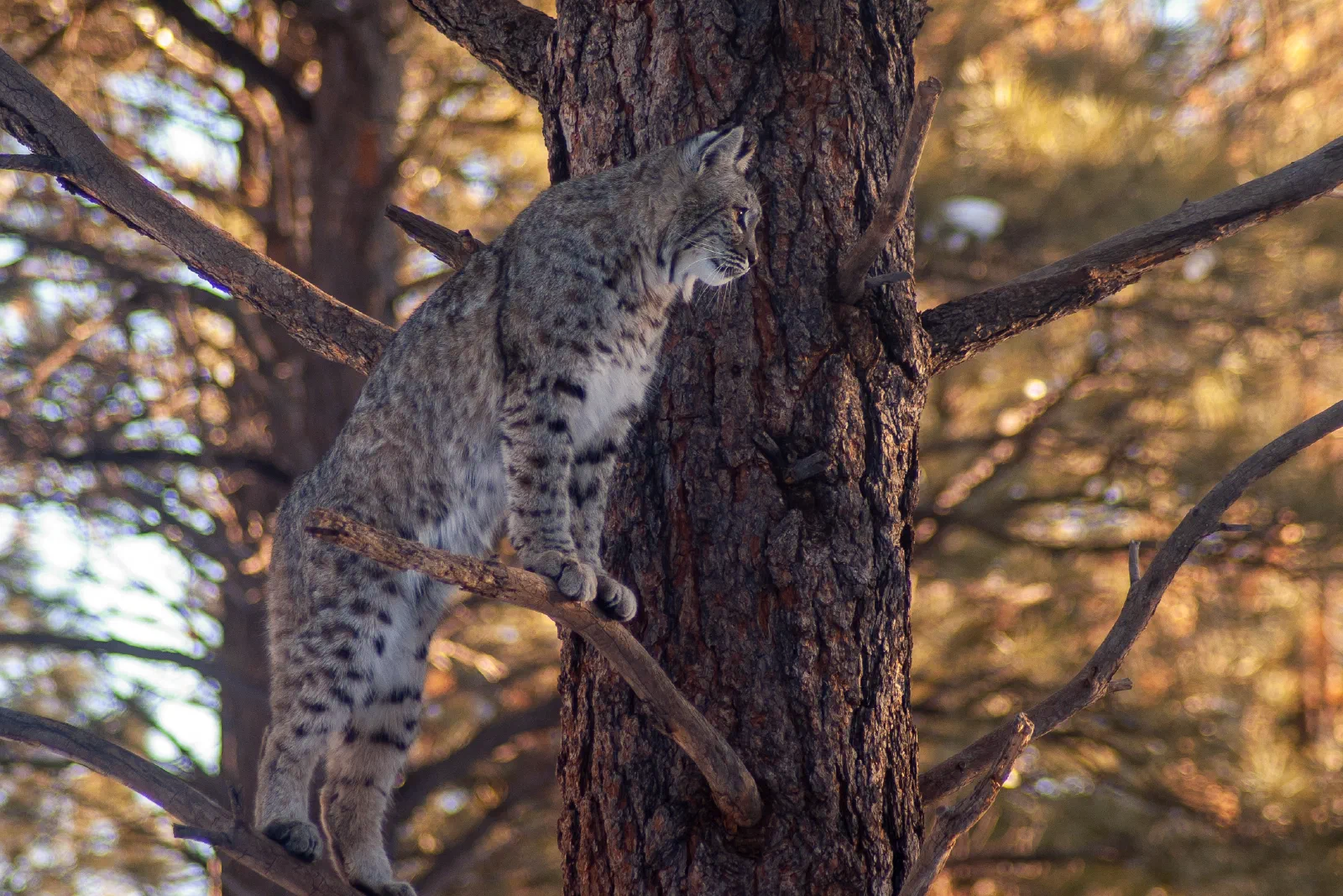 Bobcat, Bearizona Wildlife Park, 2019-12-31